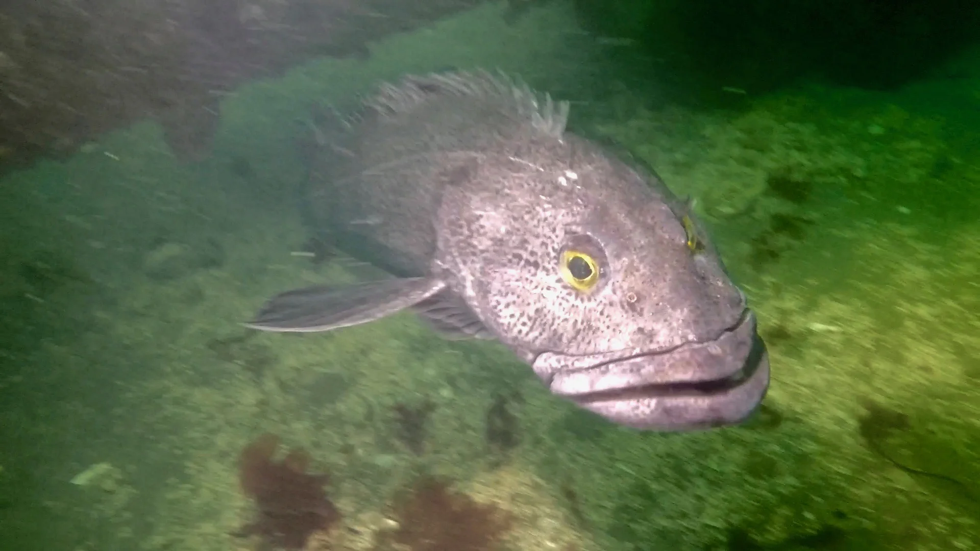 A lingcod protects its eggs from predators