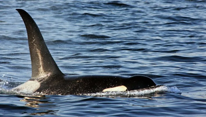 New research on causes of stress in Killer Whales