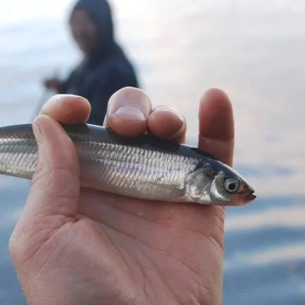 Surf Smelt Recreational Harvest Study