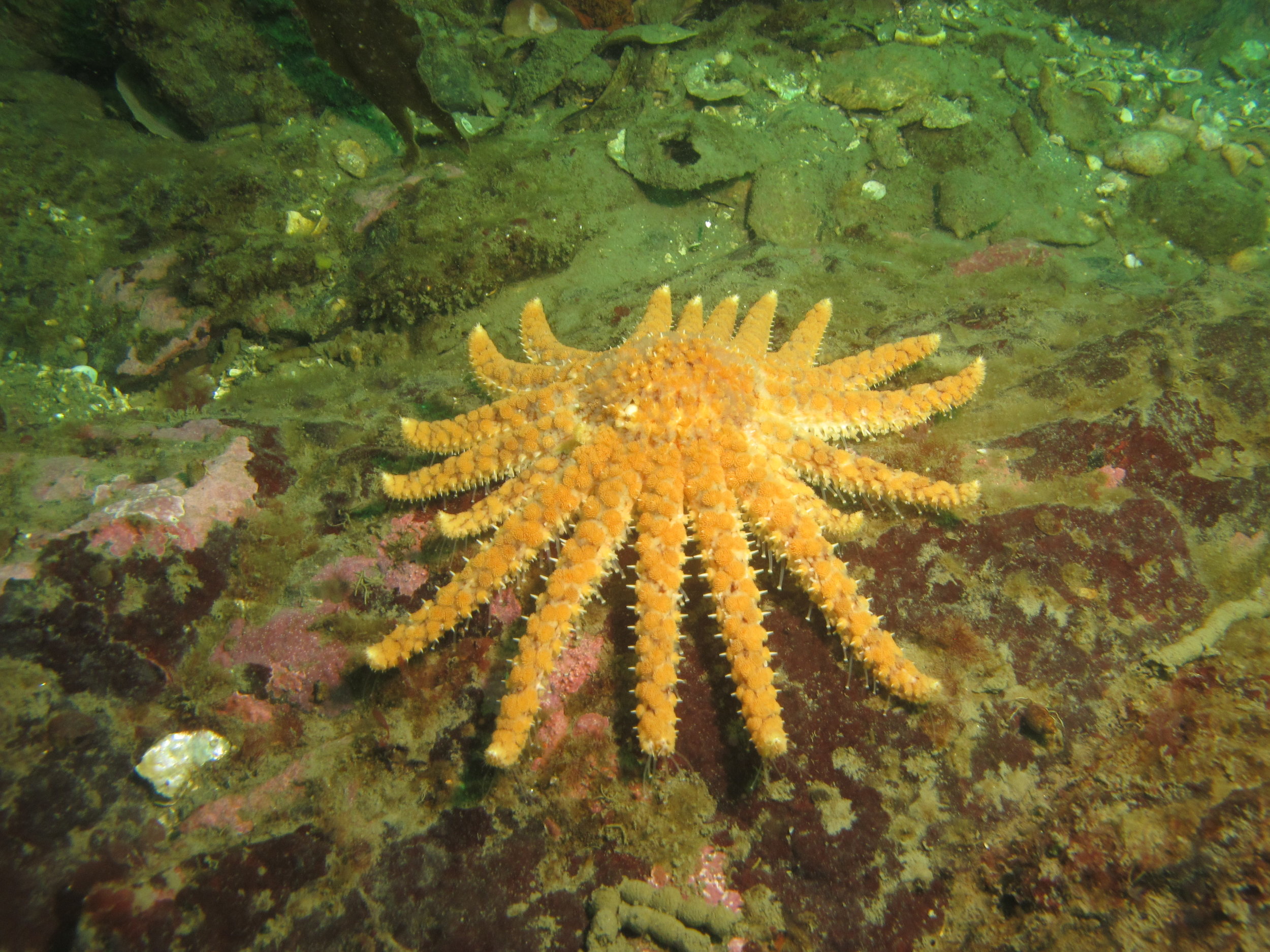 Healthy sunflower sea star