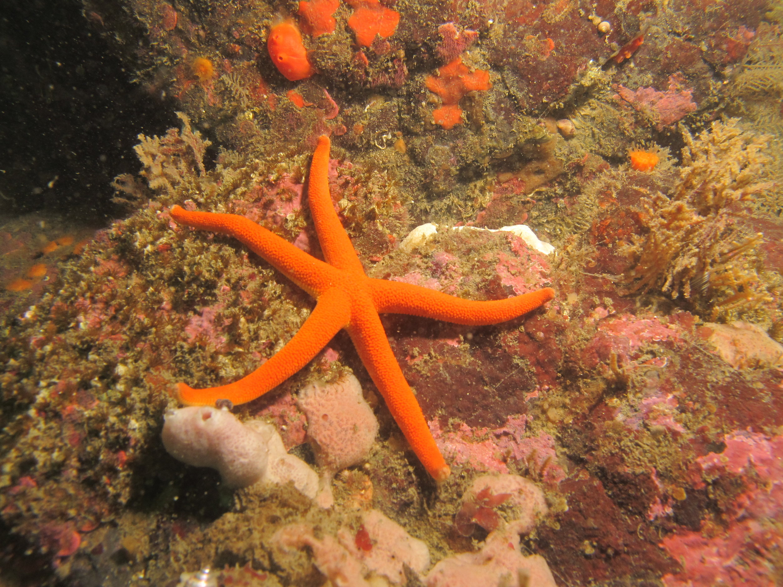Blood sea stars were not as severely impacted