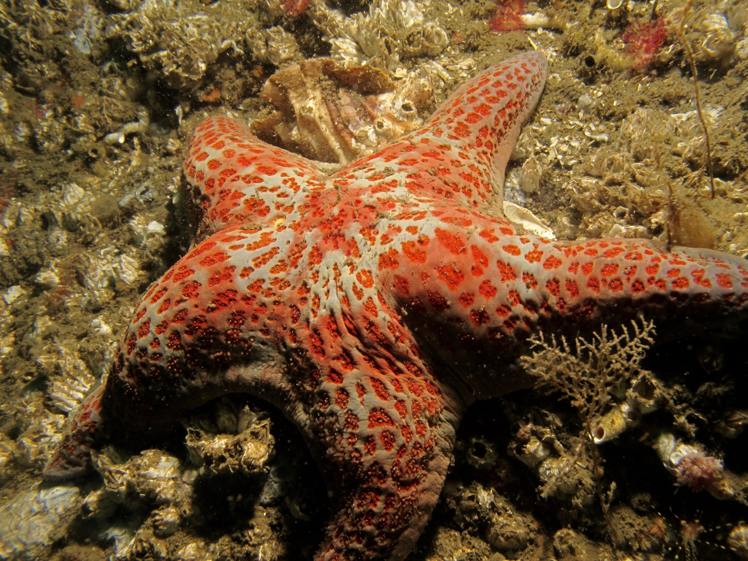 Leather sea stars we less affected as well, and may even be increasing in number