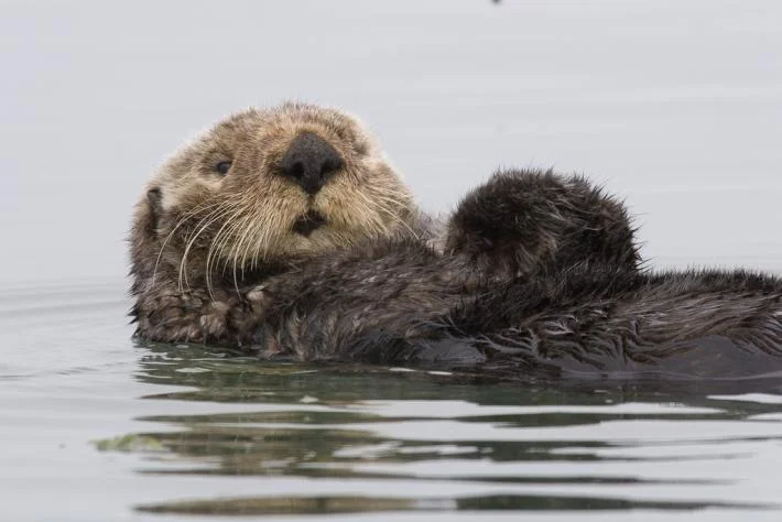 Sea Otter by Mike Baird