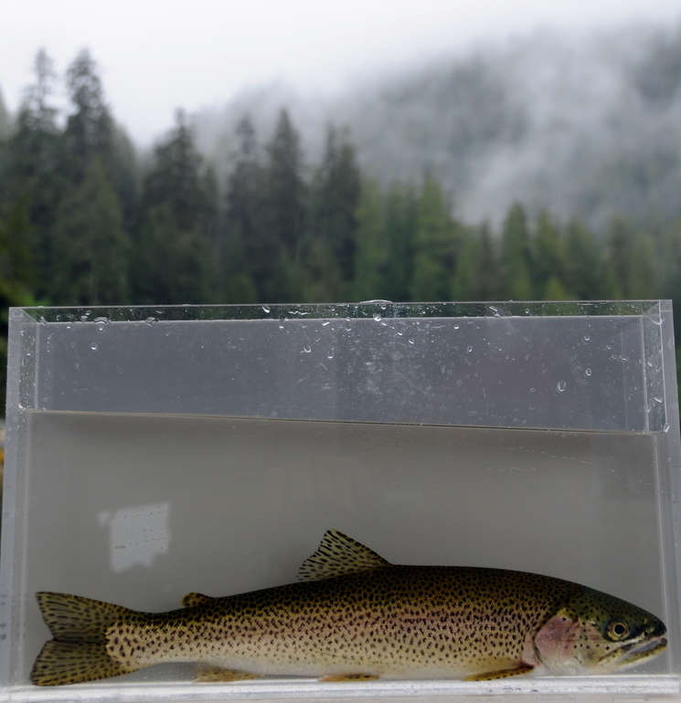Our hardy bands of cutthroats — SeaDoc Society