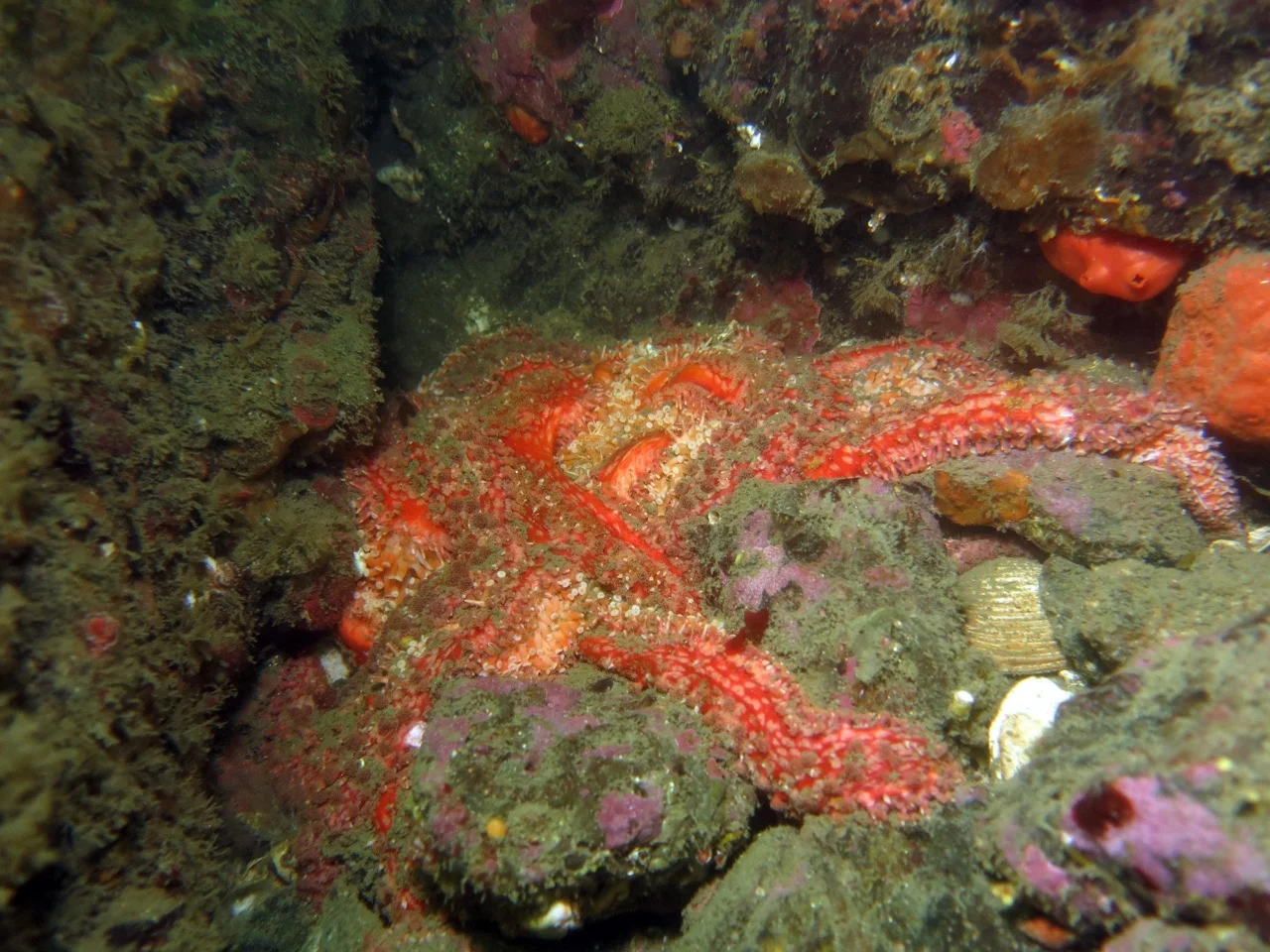 Wasting sunflower sea star / Ed Gullekson