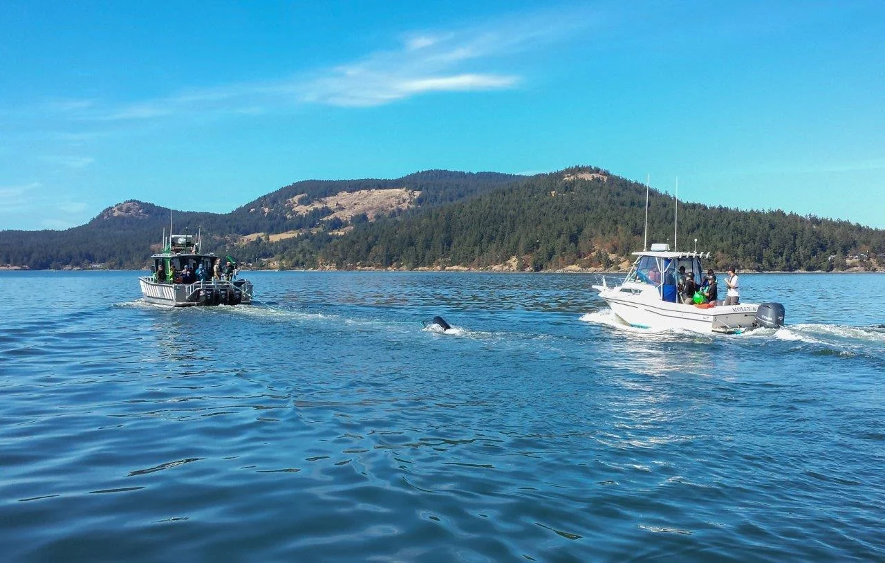 A whale rescue team aboard SeaDoc’s research boat Molly B takes part in an entanglement training scenario. Photo by Bob Friel. 