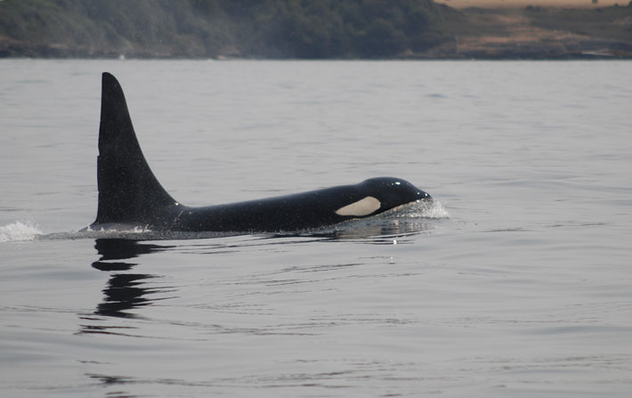 The Mystery of Alaska's Disappearing Whales