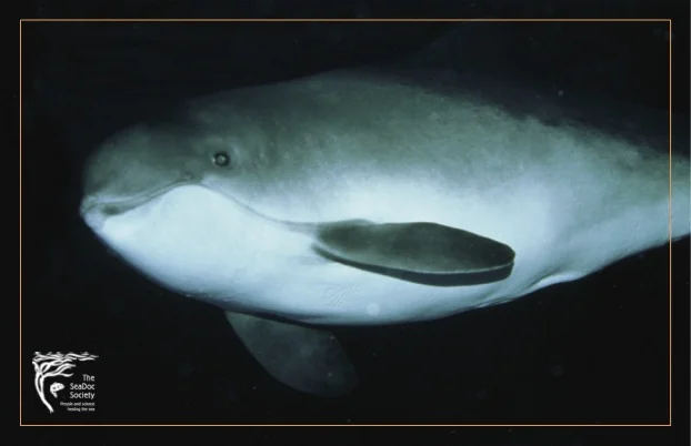 Harbor porpoise by Florian Graner. Licensed through NaturePL.com .