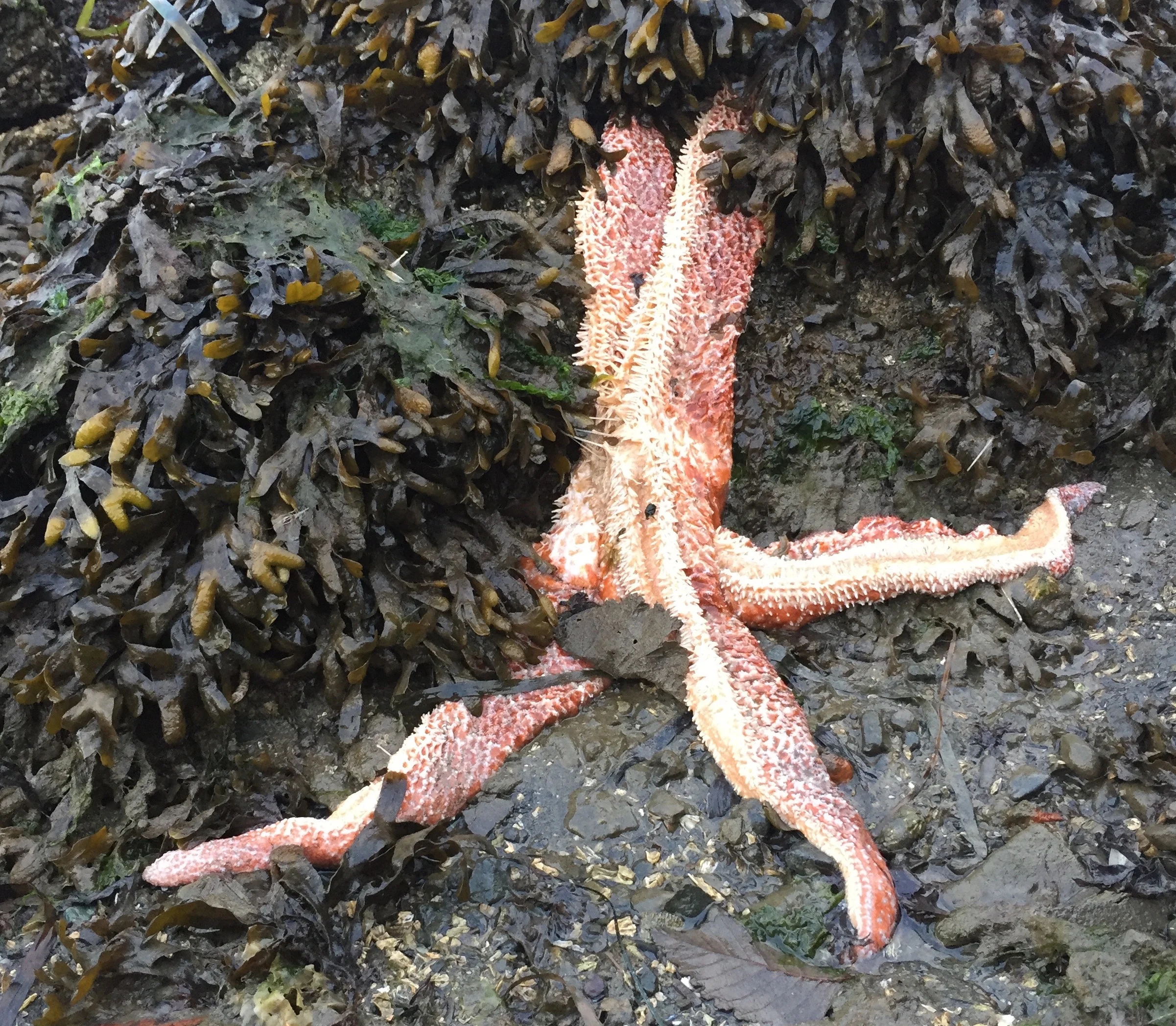 Wasting spiny pink sea star