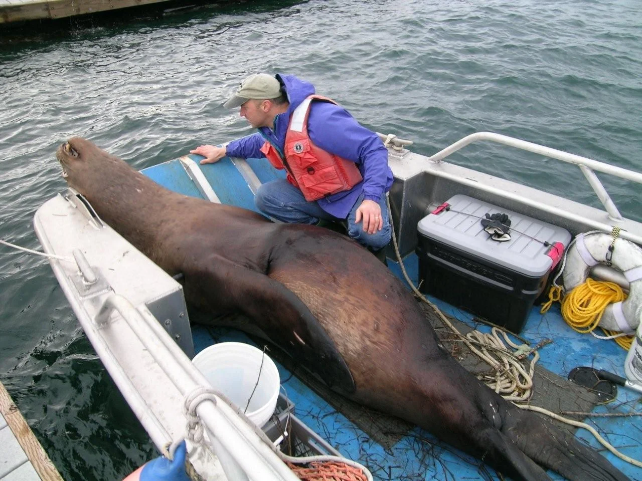 Diseases and contaminants that impact wildlife, like this Steller sea lion, also can impact humans. Monitoring wildlife health shows us where a stressed ecosystem contributes to increased disease in people and wildlife. Photo: A. Traxler