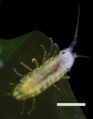Invasive isopods in the Salish Sea — SeaDoc Society