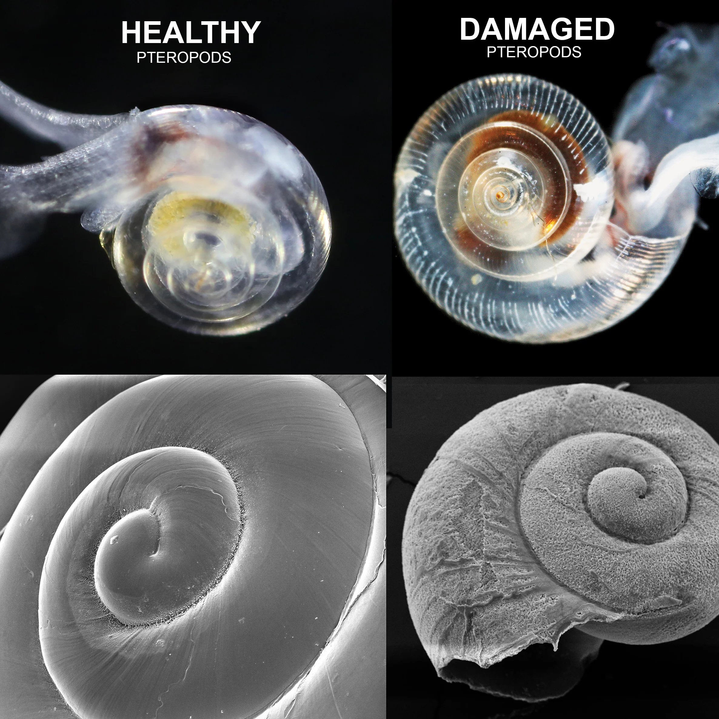 pteropod-shell-comparisons-square.jpg