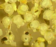 Sandlance eggs (WA Ecology)