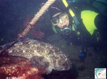 The cabezon is the world's largest sculpin