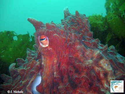 The North Pacific Giant Octopus ( Enteroctopus dofleini ), is the largest octopus in the world. (Link to video at bottom of page)