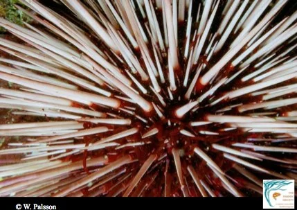 Red urchins can live to be over 150 years old.