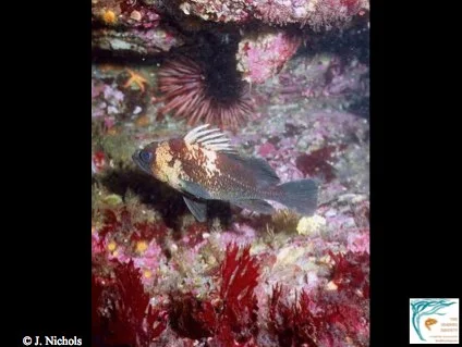 The quillback rockfish can live 90 years.