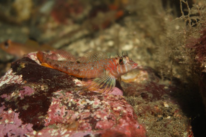 Longfin sculpin
