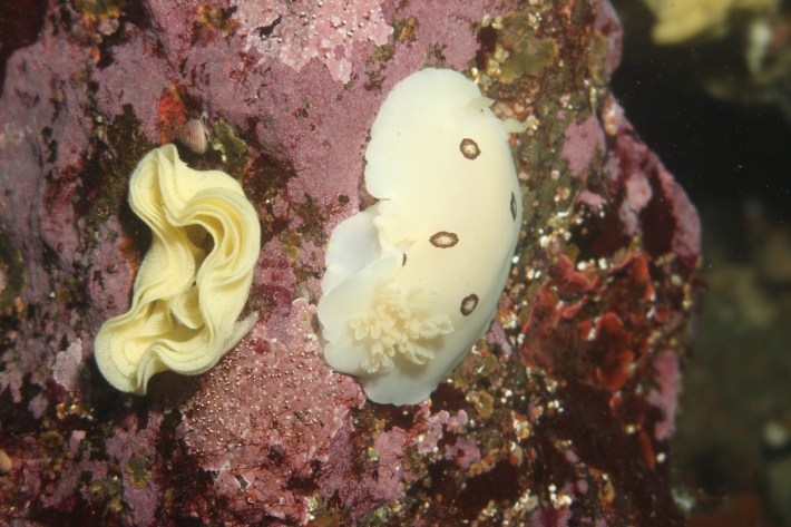 Leopard dorid