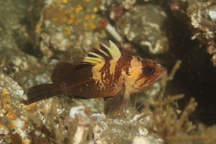 Quillback rockfish can live to be 90 years old.