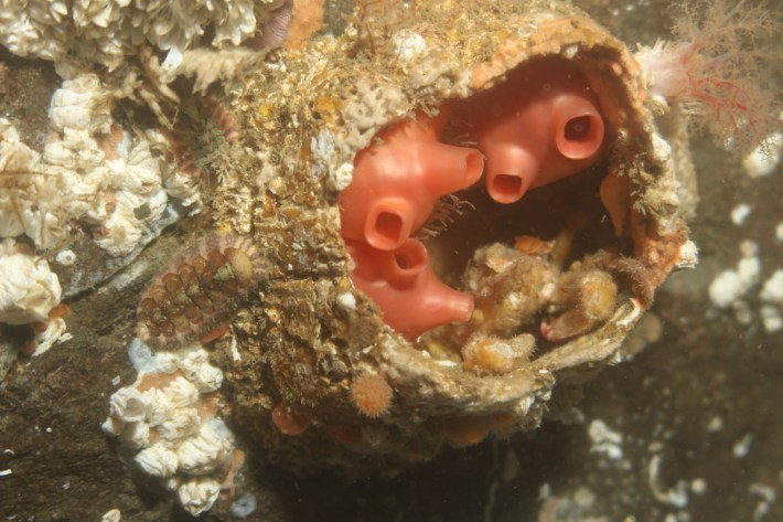 Shiny orange sea squirts