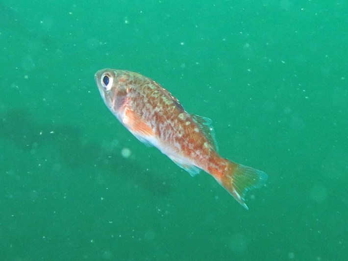 YOY rockfish