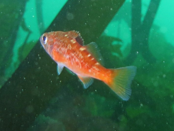 YOY rockfish
