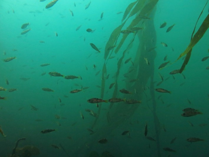 A school of YOY rockfish