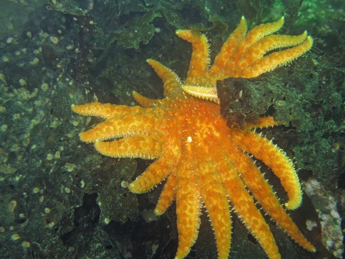 Sunflower sea star