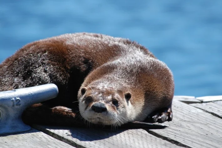 And in otter news...