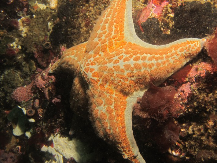 Leather sea star