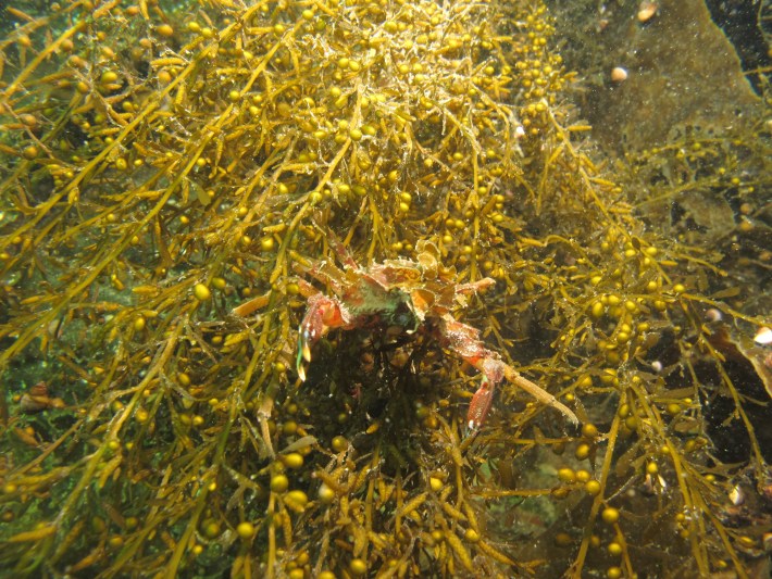 Decorator crab in invasive sargassum