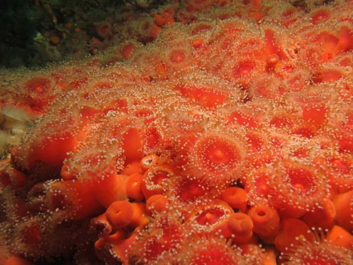 Strawberry anemones