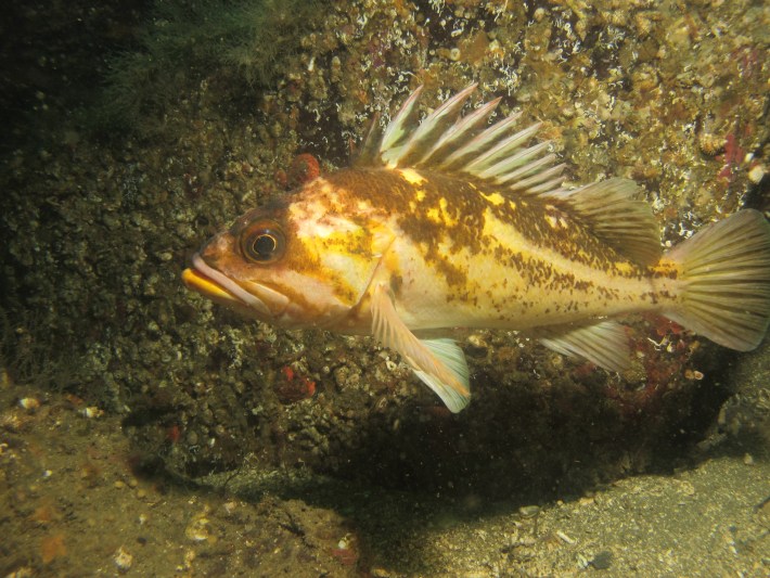 Copper rockfish