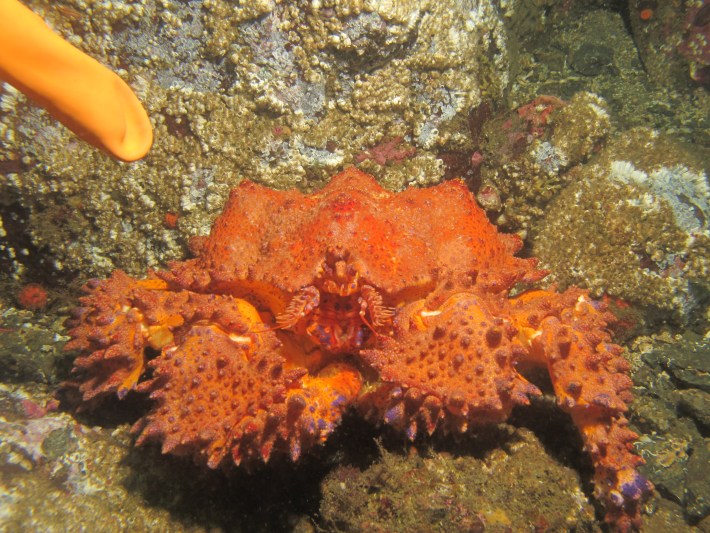 Puget Sound king crab with diver’s finger