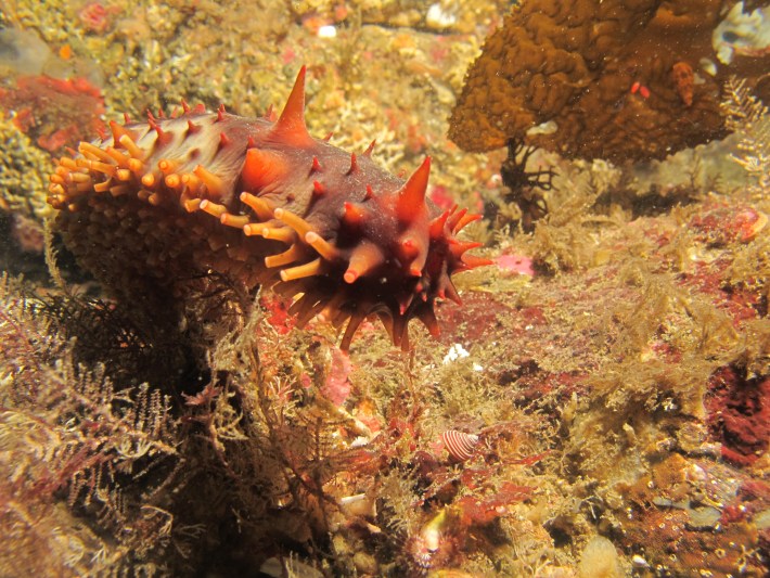California sea cucumber