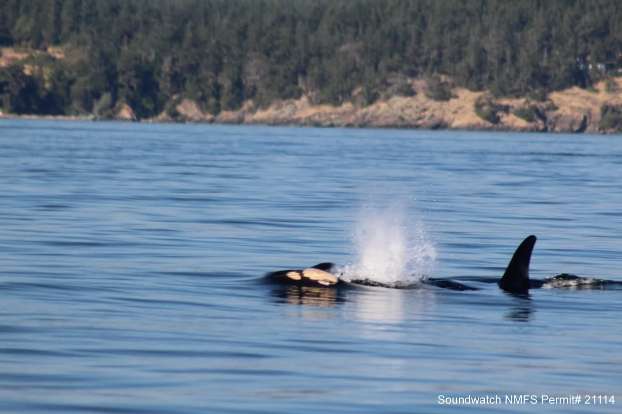Is Southern Resident Killer Whale Tahlequah (J35) really mourning? — SeaDoc  Society