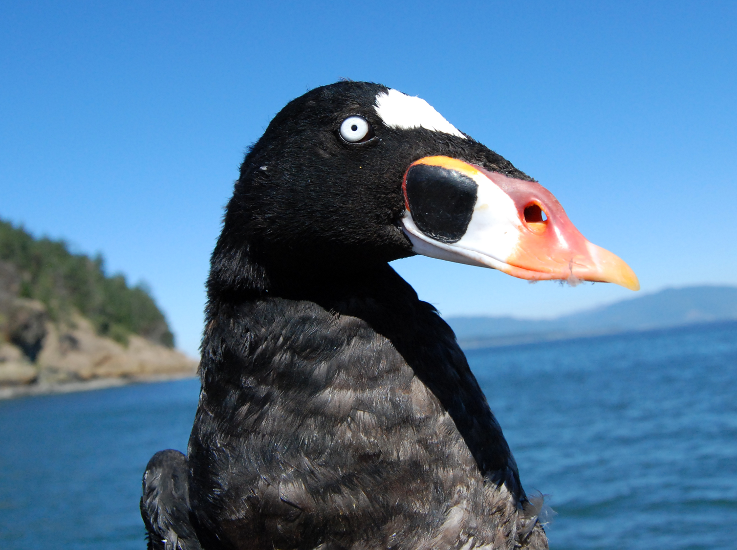 Tufted Puffin Facts — SeaDoc Society