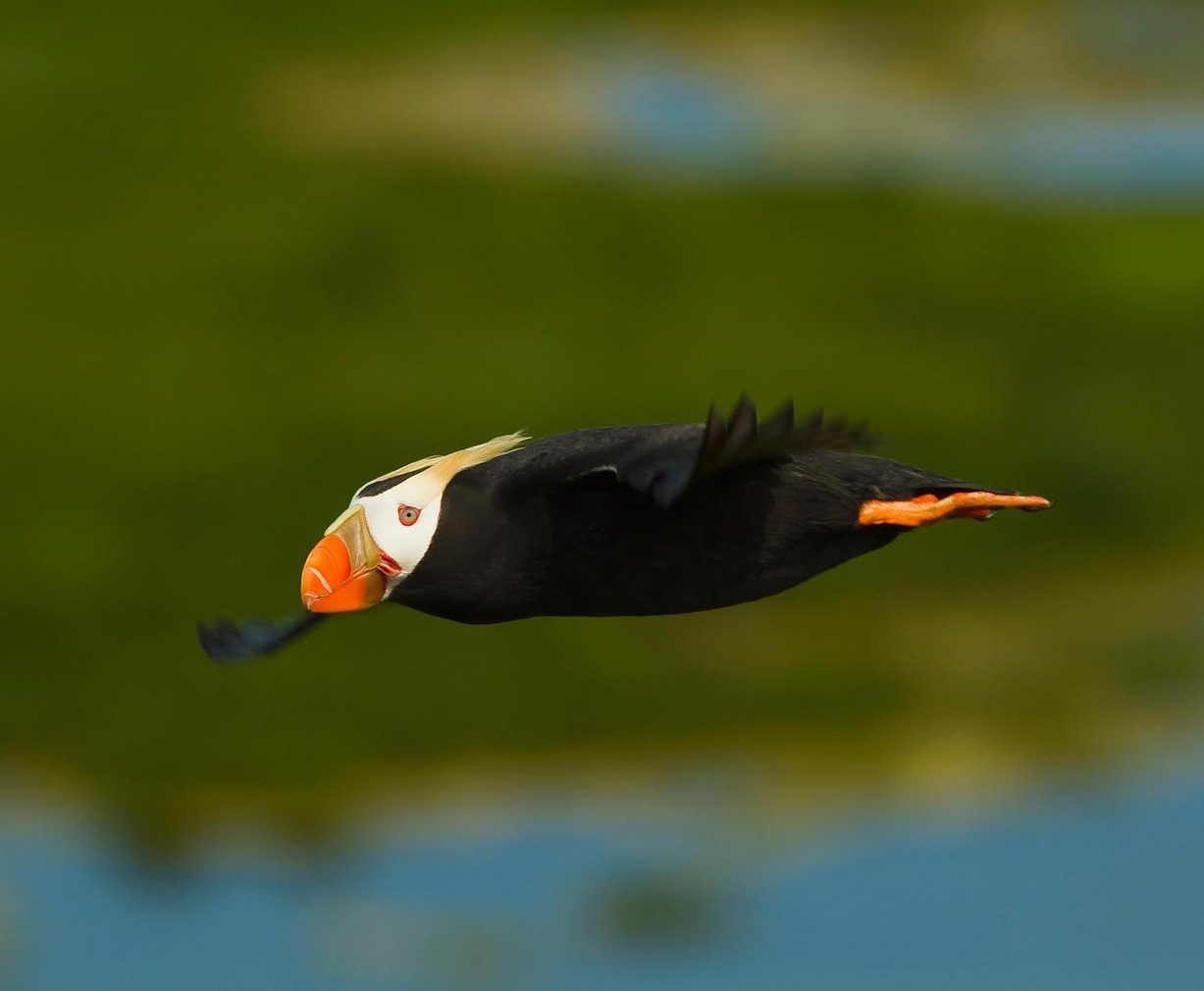 Tufted Puffin Facts — SeaDoc Society
