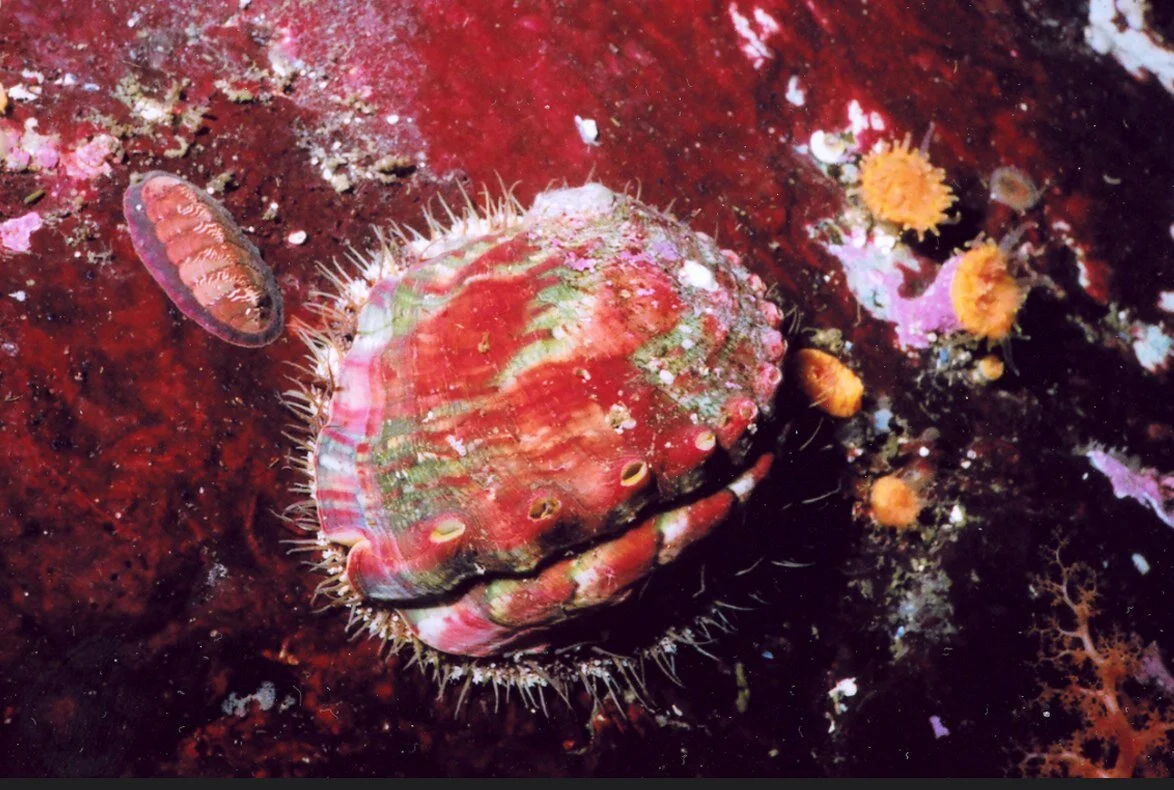 Saving the Pinto Abalone, One Bottle of Sea Water at a Time