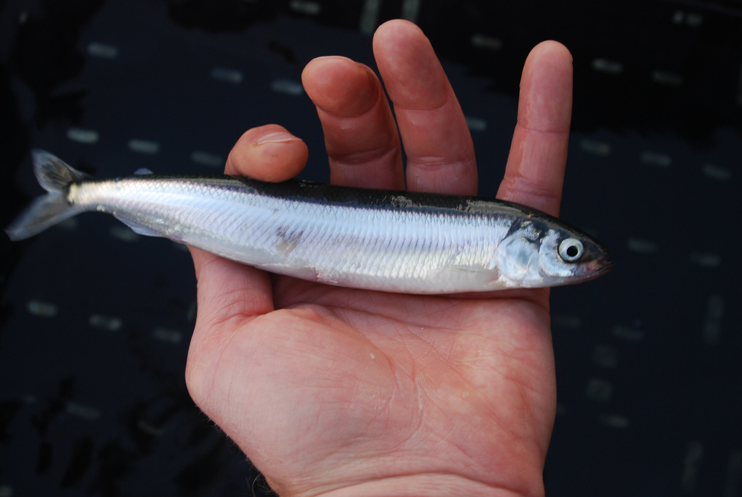 How Studying a Small Fish Species Could Lead to Healthier Shorelines