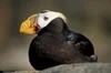 Tufted Puffin Facts SeaDoc Society tufted-puffin-facts-seadoc-society