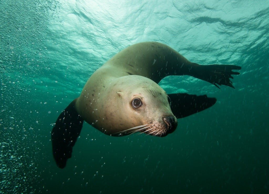 Steller Sea Lion Facts — SeaDoc Society