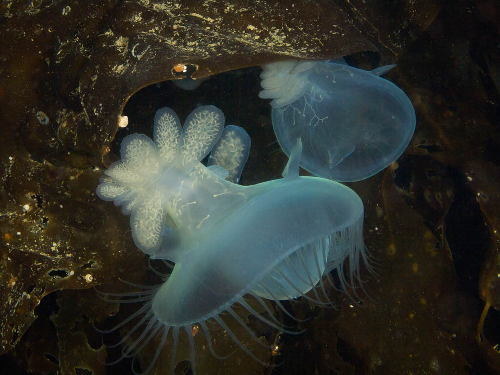 Hooded Nudibranch