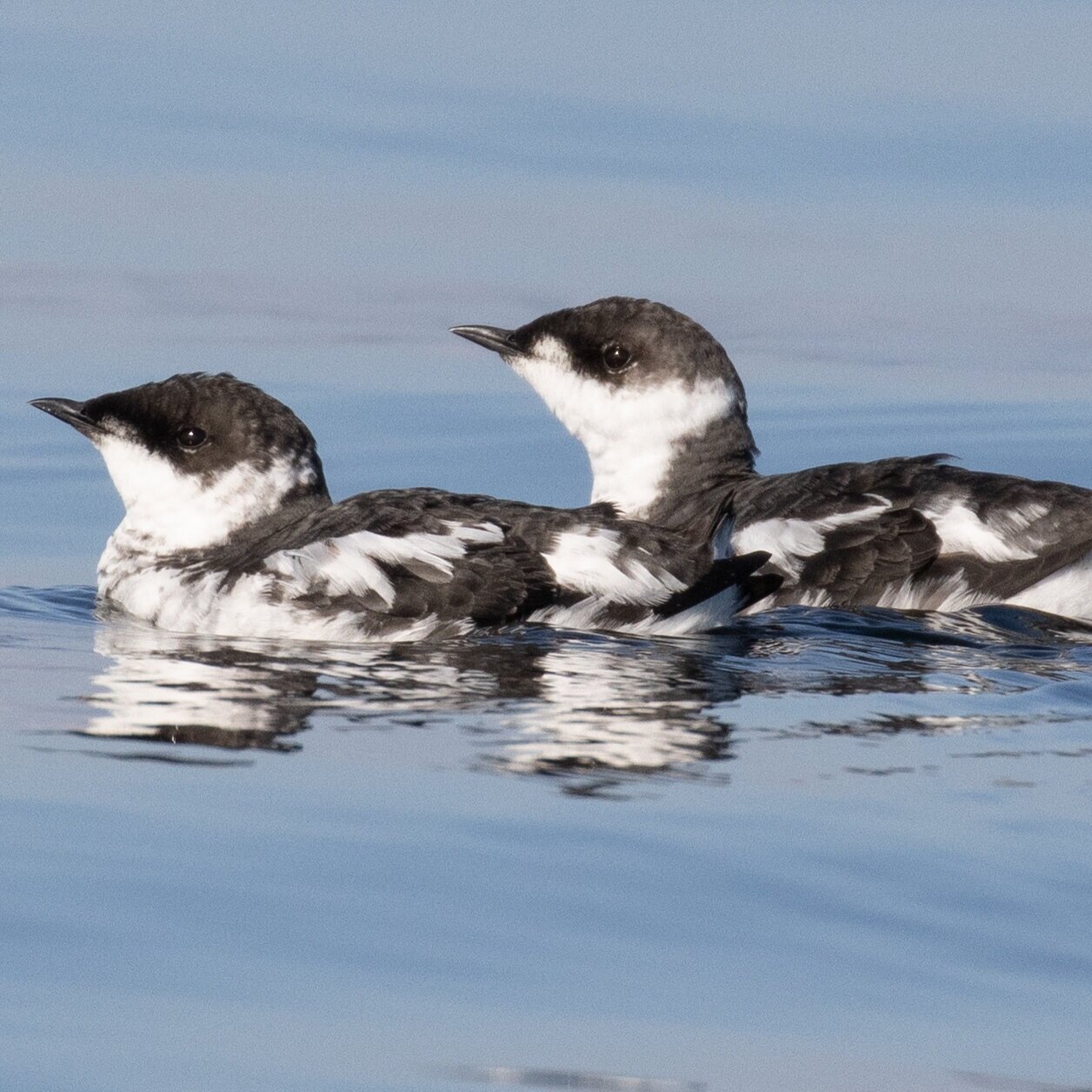 Marbled Murrelet