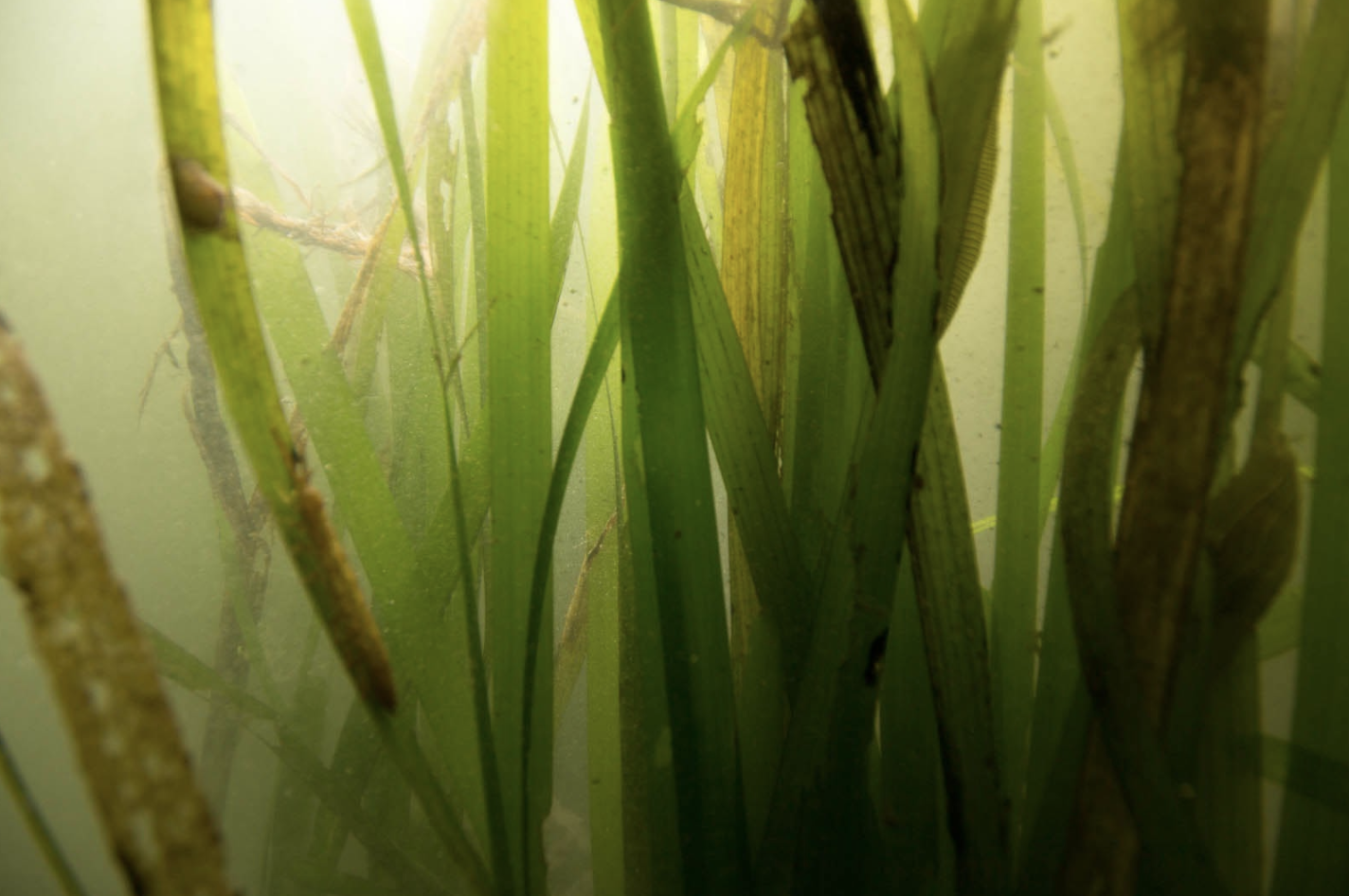 Eelgrass