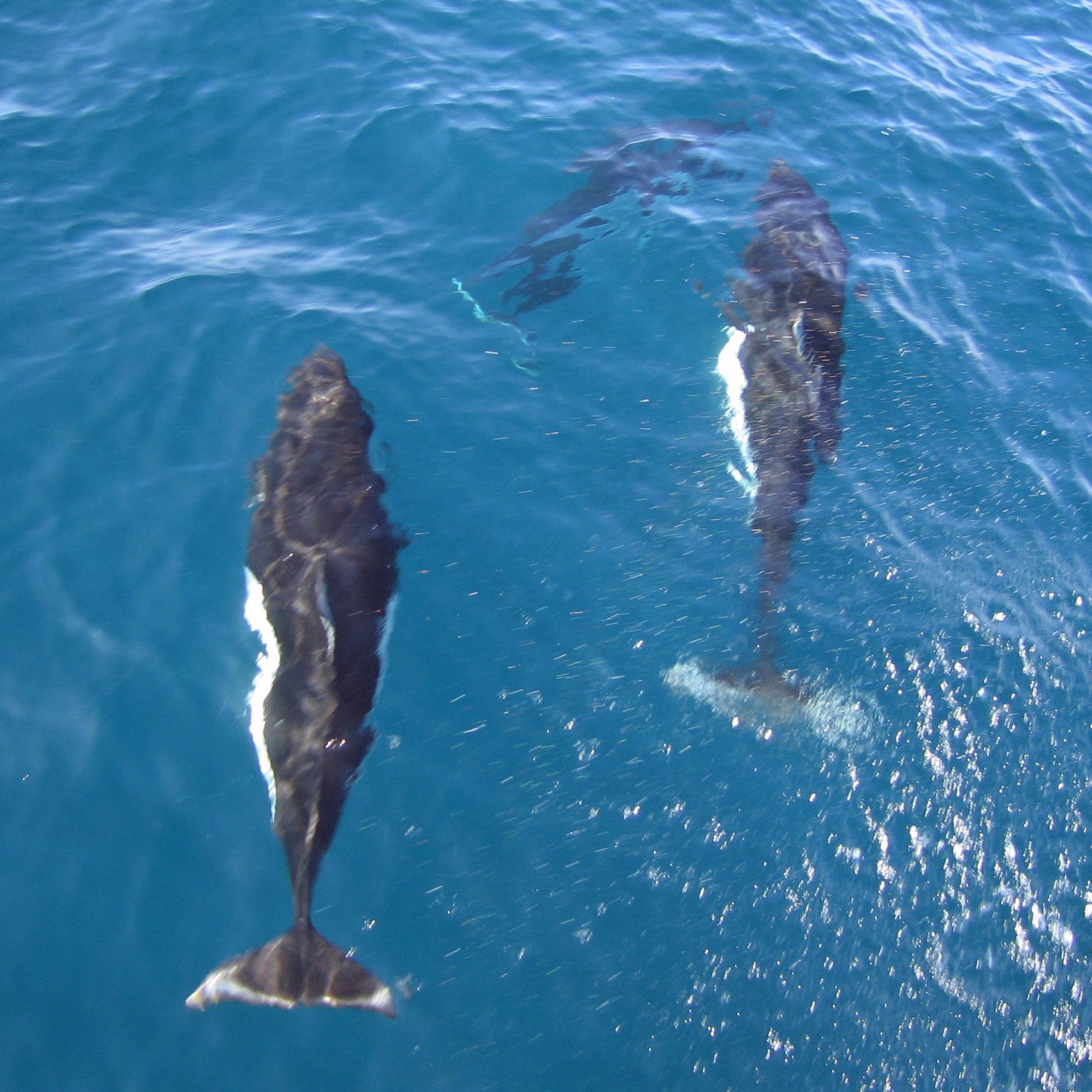 Dall's Porpoise