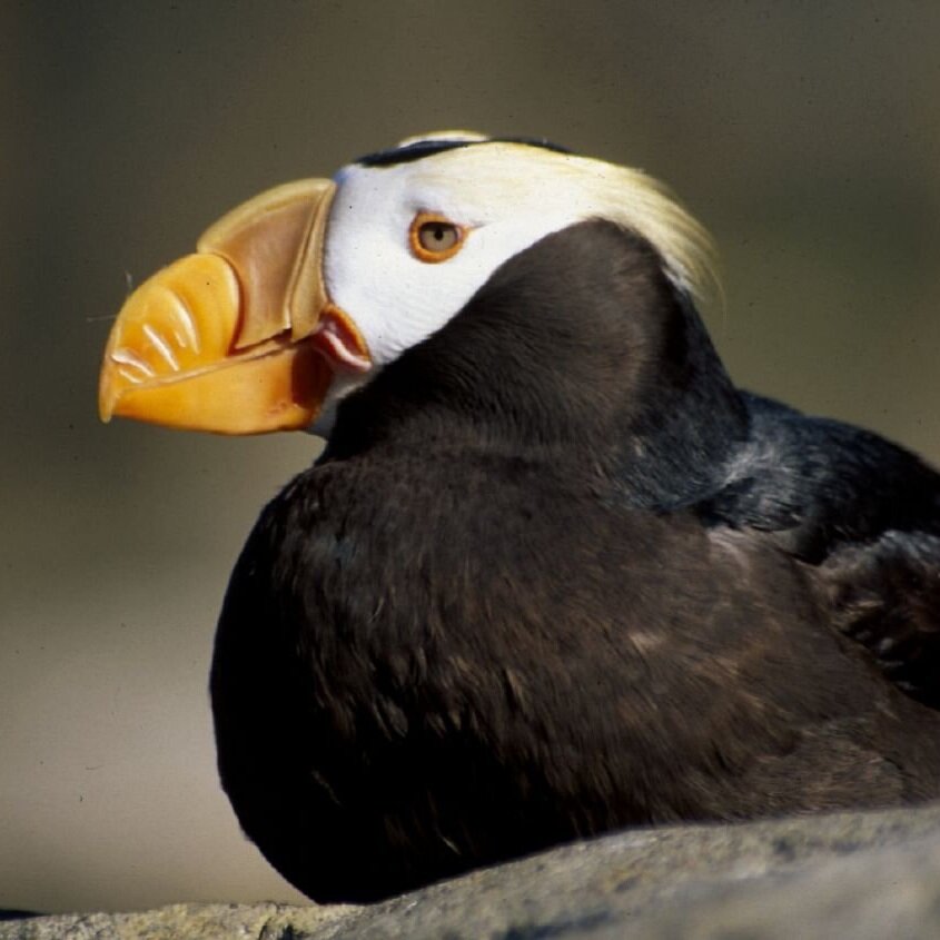 Tufted Puffin