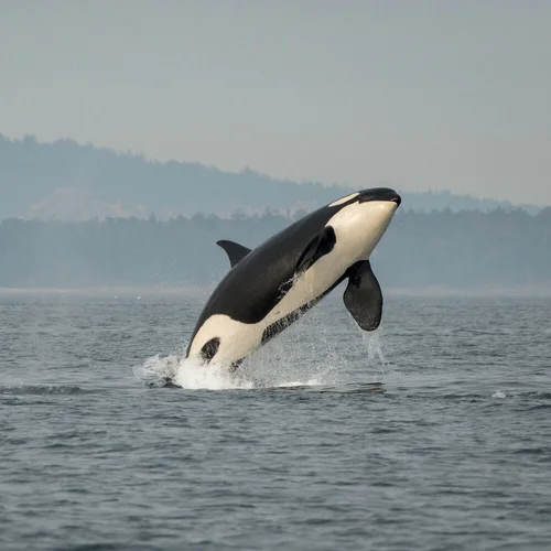 Species Facts — SeaDoc Society Species Facts — SeaDoc Society