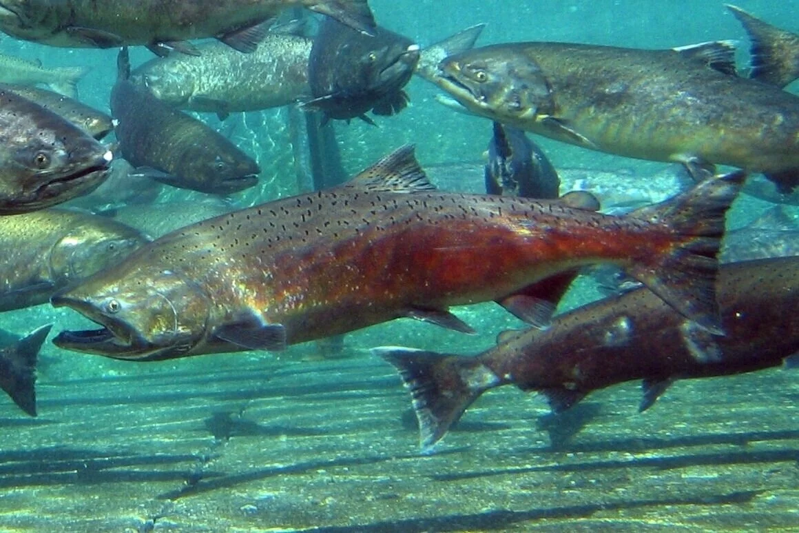 Chinook Salmon Facts — SeaDoc Society